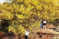 Phan Thiết: 'Đến hẹn lại lên' rực rỡ sắc vàng keo lá tràm