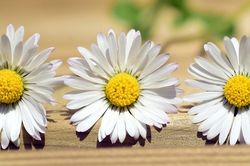 Tử vi ngày 5/1/2020: Tuổi Sửu tiểu nhân ngáng đường, tuổi Dần nhận quà hậu hĩnh
