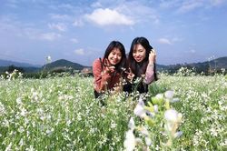 Sa Pa mùa hoa cải trắng