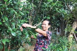 Thương nhớ vị quê
