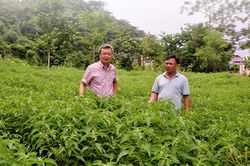 Đưa cây dược liệu thành sản phẩm OCOP