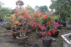 Đại gia lùng mua hoa giấy ngũ sắc trăm triệu chơi Tết