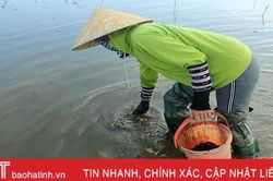 Tranh thủ thời gian nhàn rỗi, nông dân Hà Tĩnh rủ nhau xuống đồng bắt cua