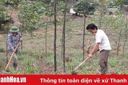 Toàn tỉnh có 94.550 ha dược liệu dưới tán rừng được khai thác bền vững