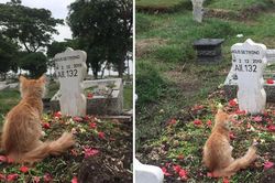 Chú mèo gây bão mạng vì lòng trung thành với chủ