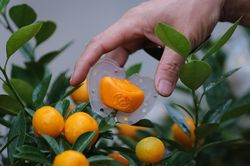 Lần đầu xuất hiện quất hình thỏi vàng, tạo chữ lộc ở Hà Nội