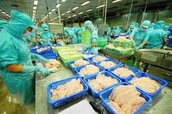 Bù lỗ để bao tiêu cho nông dân nuôi cá tra liên kết