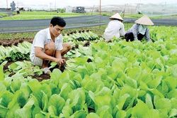 Hàng nông sản chủ lực chiếm 66% giá trị sản xuất nông nghiệp