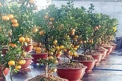 Quýt hồng cung ứng Tết Canh Tý còn không tới 4.000 tấn