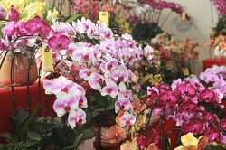 'Soi' lan hồ điệp giá hàng chục triệu đồng/chậu để chơi Tết