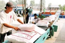 Hỗ trợ gạo dịp Tết cho 58.114 khẩu