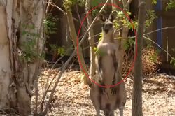 Kangaroo vào nhà dân ăn vụng, đấm chủ nhà nhập viện