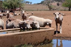 Người dân lắp máng nước cho động vật trước cháy rừng ở Australia