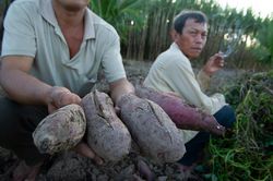 Người miền Tây khóc ròng vì tưới hoa màu bằng nước nhiễm mặn