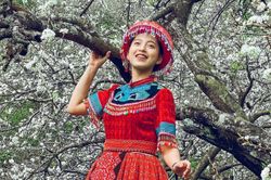 Mùa hoa mận nở trắng trời ở Mộc Châu