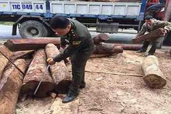 Bắt giữ hơn 7m3 gỗ lậu tại Cao Bằng