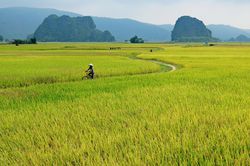 Làng quê xứ Thanh đẹp ngỡ ngàng qua ống kính nhiếp ảnh