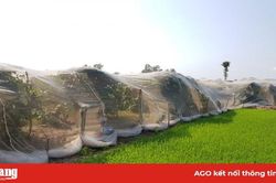Hiệu quả trồng mận trong mùng lưới
