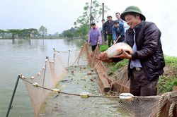 HĐND huyện Ứng Hòa: Đẩy mạnh giám sát chuyên đề