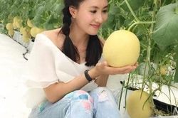 Nông trại dưa của diễn viên Nguyệt Ánh