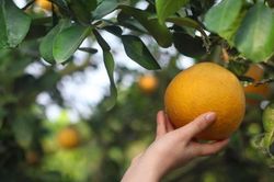 Nhìn trúng điểm này, đảm bảo chọn được quả bưởi Diễn chuẩn 'xịn', vị ngọt lịm