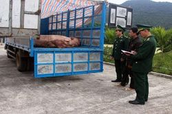 Thu giữ 1,8 tấn lợn thịt đang trên đường qua biên giới tiêu thụ