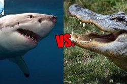 1001 thắc mắc: Vì sao cá sấu lại nguy hiểm hơn cá mập?