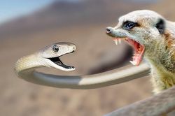 Cuộc chiến sinh tử giữa rắn mamba đen và cầy măng-gút