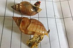 1 người chết, 7 người nguy kịch sau khi ăn ốc biển