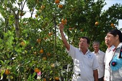 Quýt hồng Lai Vung được giá, mất mùa