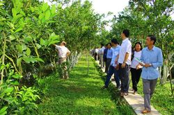 Khắc phục vàng lá thối rễ, chết xanh cây có múi
