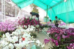 Ngày 9/1 sẽ khai mạc chợ hoa xuân Canh Tý 2020