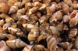 1 người chết, 7 người cấp cứu vì ngộ độc ốc biển