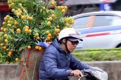 Lác mắt với bưởi 'khủng', quất độc lạ, đào tiền tỷ... ồ ạt xuống phố