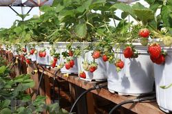 Độc đáo mô hình trồng dâu tây ở xứ nóng Ninh Thuận