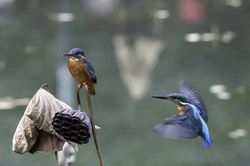 Ngưỡng mộ trước 'tình cảm mặn nồng' của vợ chồng chim bói cá