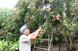 Sản xuất sạch để đưa nhãn xuất ngoại