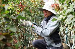 Hoa hồng Lạc Dương vào vụ tết