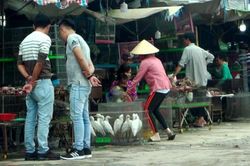 Xử lý nghiêm các hành vi tận diệt chim trời