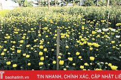 Ly, lay ơn đua nhau khoe sắc, 'hồi sinh' vùng đất bạc ở Lộc Hà