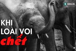 3000 USD đổi lấy 1kg 'báu vật sống' của loài voi: Sự tàn khốc từ lòng tham con người là đây!