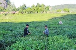 Tươi mới Mường Chiên