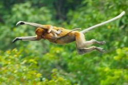 Đàn khỉ nhảy xuống dòng sông đầy cá sấu