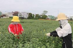 Sinh viên kiếm thêm thu nhập từ việc ngắt nụ hoa Tết