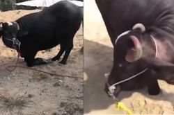 Trâu mẹ mang thai 'quỳ' xin tha giết mổ và kết bất ngờ