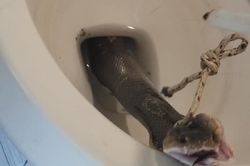 Ngồi bồn cầu, người đàn ông 'chết lặng' thấy rắn hổ mang tấn công