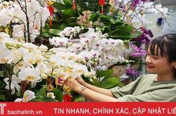 Nữ hoàng của các loài lan 'lên ngôi' đón tết Canh Tý