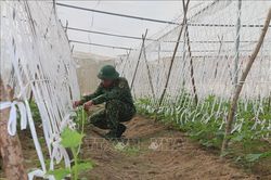 Mô hình nông nghiệp ứng dụng công nghệ cao tại Trung đoàn Minh Đạm