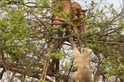 Hổ bị khỉ lừa ngã 'chổng vó' một cách đau đớn