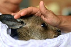 Kangaroo con sống sót kỳ diệu trong túi chuột mẹ sau đám cháy rừng ở Australia
